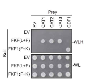 Yeast two-hybrid assay를 통한 FKF1 단백질 내 CAT 단백질들 결합 부위 확인