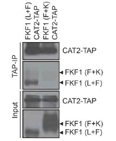 co-immunoprecipitation assay를 통한 FKF1 단백질 내 CAT 단백질들 결합 부위 확인