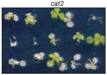 고광량 스트레스에 의한 cat2 식물체들의 표현형 변화