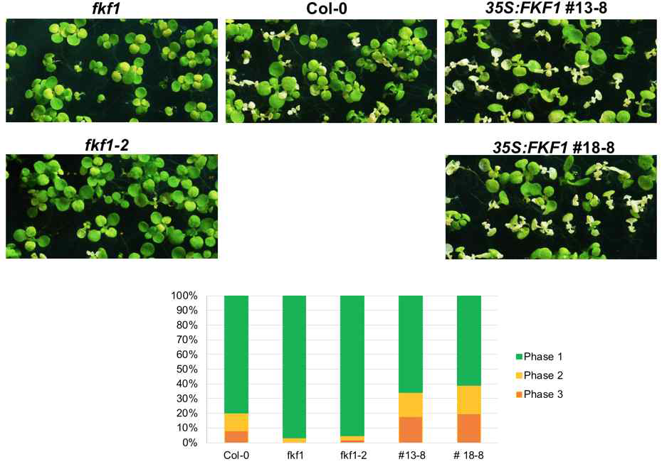 고광량 스트레스에 의한 FKF1 관련 식물체들의 표현형 변화