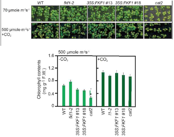 고광량 및 이산화탄소 스트레스에 의한 식물체들의 표현형 변화 및 chlorophyll 함량 변화