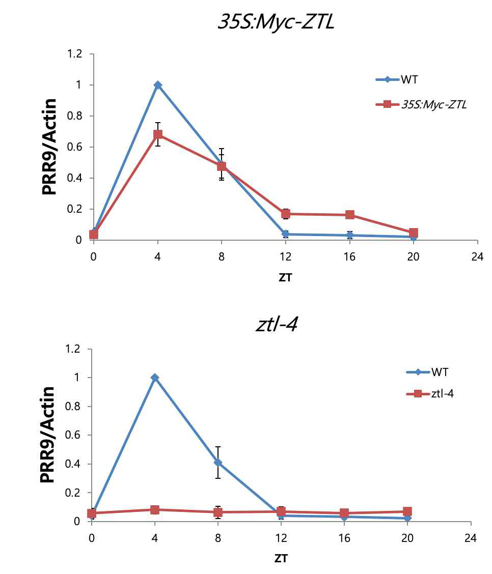 ZTL 관련 식물체에서 PRR9 발현양 비교