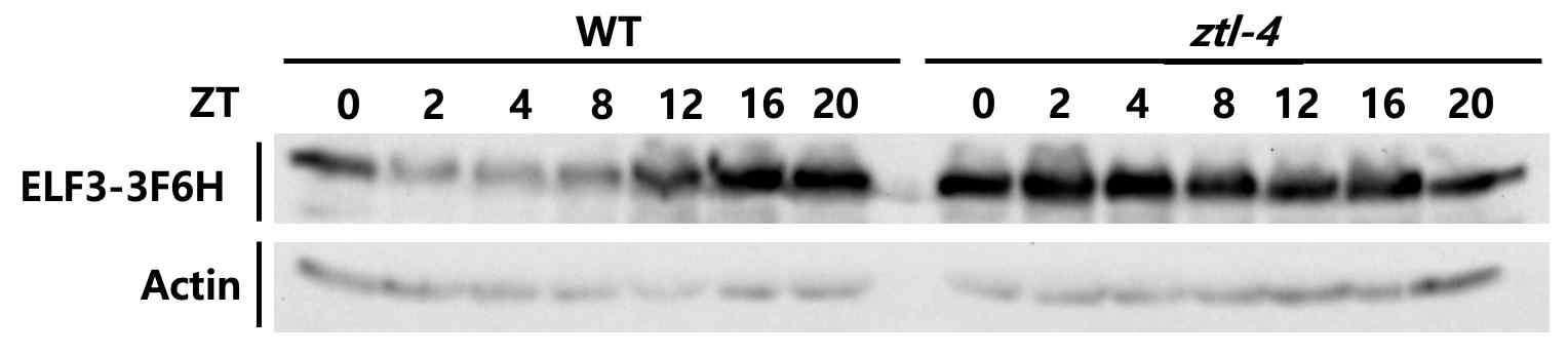 ZTL에 의한 ELF3 단백질 안정성 변화