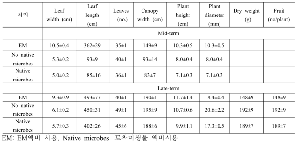 액비 처리에 따른 토마토 생육 중기와 후기 비교