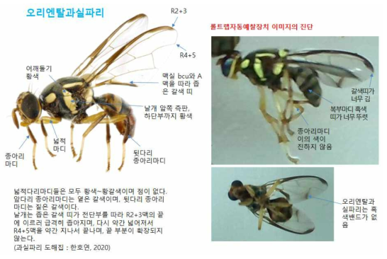 과실파리 측면 진단에 필요한 형태적 특징 분석(호박꽃과실파리와 비교)