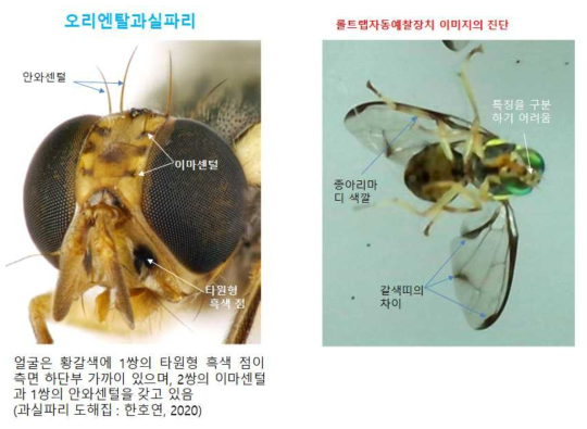 과실파리 머리 정면 진단에 필요한 형태적 특징 분석(호박꽃과실파리와 비교)