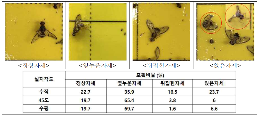 트랩 설치 각도에 따른 호박꽃과실파리 부착자세 비율