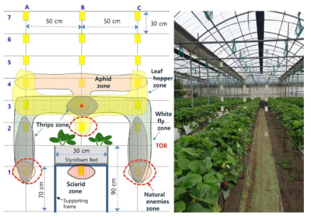 The diagram for trap installation around bed-bench in high bed system of strawberry cultivation. Yellow sticky cards in size of 12.7 x 7.5 cm were used in only one sticky side