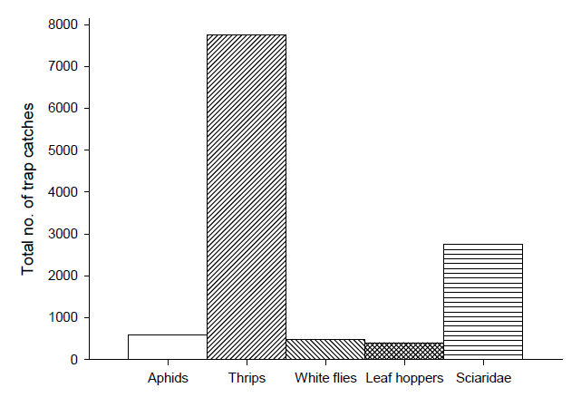 The total number of Natural enemies species caught on yellow sticky traps during study period