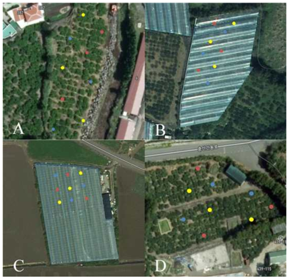 Trap installation location for each treatments shown in the satellite pictures. The red circles represent traps with normal yellow sticky traps (YST) (A), the yellow circles represent YST with a 10 mm-mesh non-target insect-blocking net (B), and the blue circles represent YST with a 5 mm-mesh non-target insect-blocking net (C)