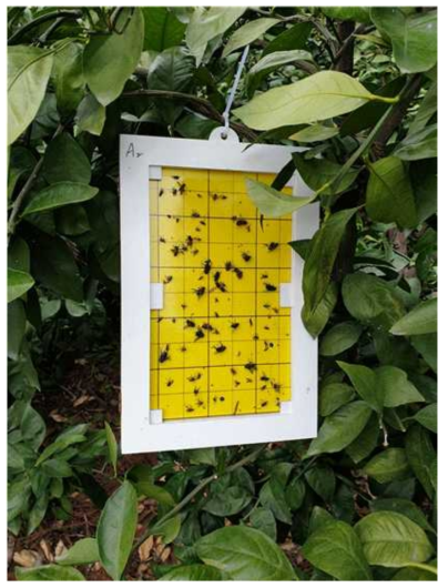 Yellow sticky trap with non-target insect-blocking net hung on a tree branch 1.5m above the ground in a citrus orchard