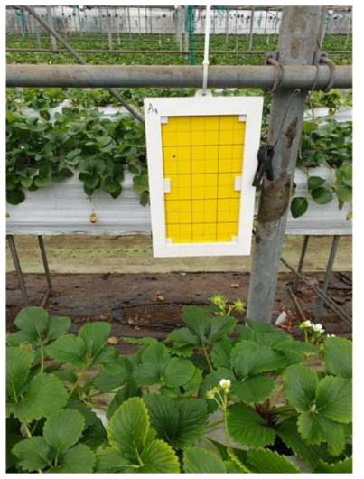 Yellow sticky trap with non-target insect-blocking net installed on a pipe line 30-40 cm above the plant canopy in a strawberry farm