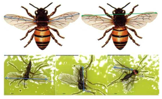 Measurements of wingspan and body length. When two wings was straight state, the wingspan was measured exactly. When the wings of trapped individuals was folded, the wingspan was calculated by summing the lengths of the prothorax and wings