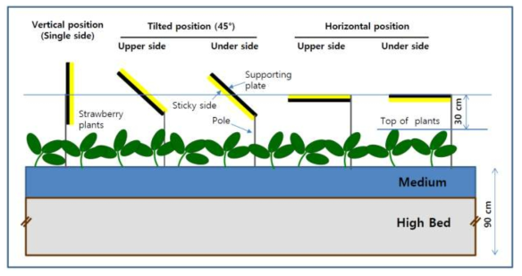 The diagram of trap installation method at different angles in a strawberry farm with high-bed system. Yellow sticky trap (YST) were in vertical direction with one surface, horizontal direction with upper and lower surface, and angle of 45° with upper and lower sticky surface