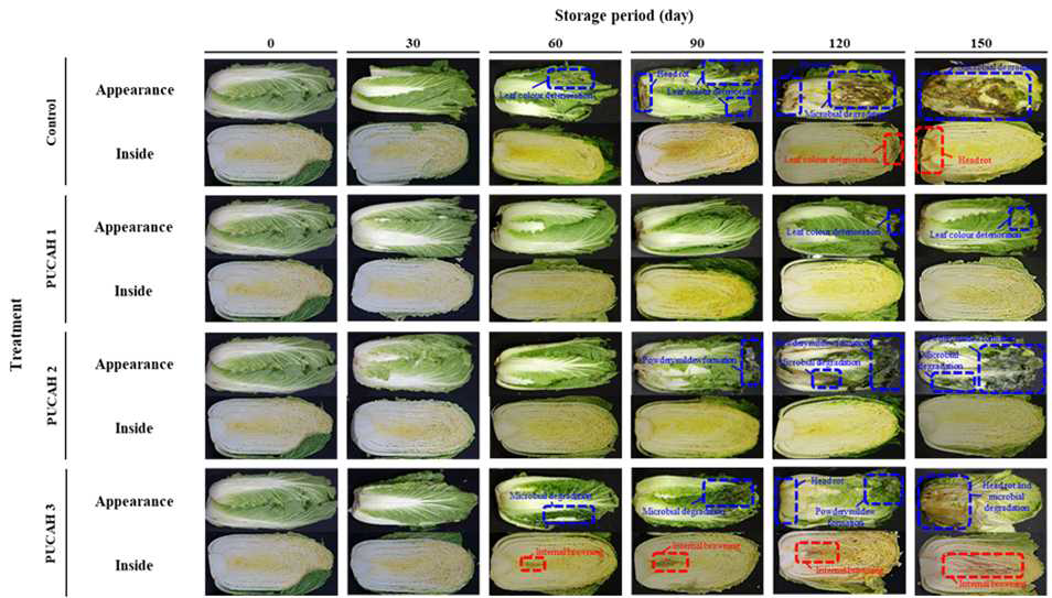 파렛트 단위 기체제어 저장 중 겨울배추의 외관 및 절단면 변화