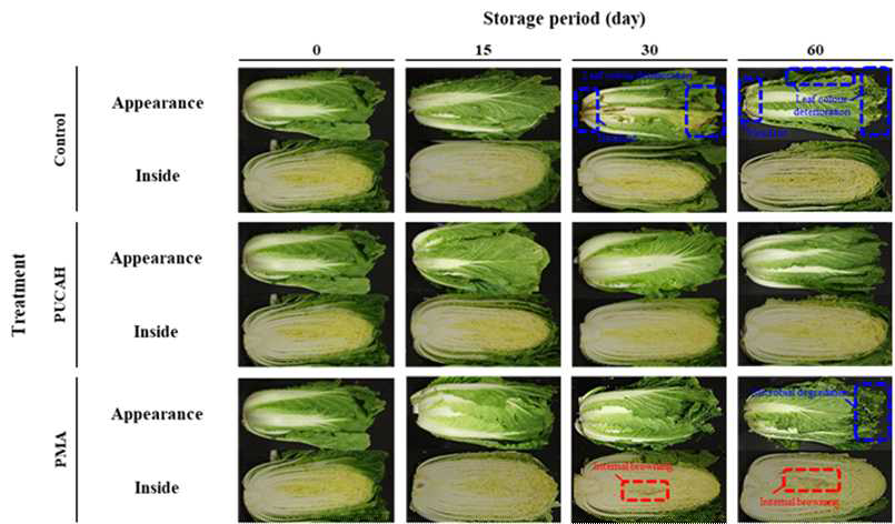 파렛트 단위 기체제어 저장 중 여름배추의 외관 및 절단면 변화