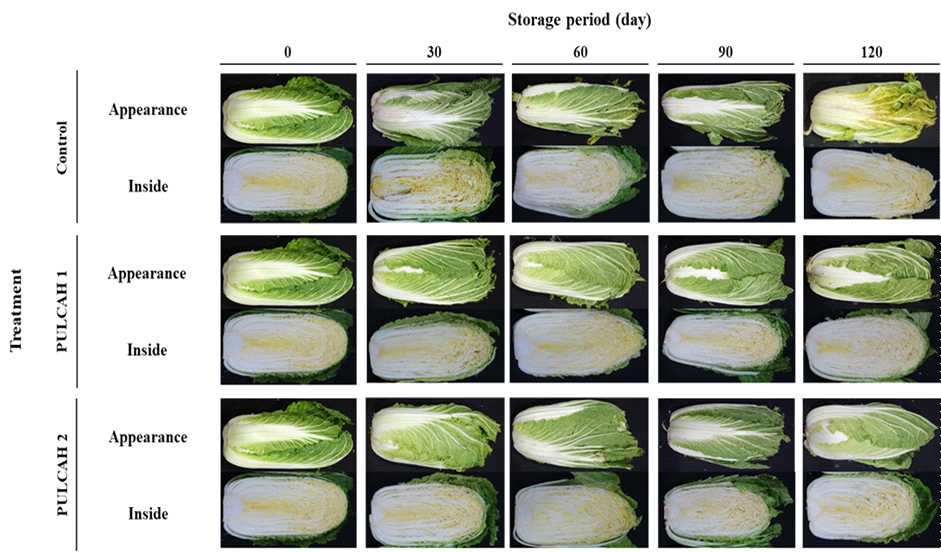 파렛트 단위 기체제어 저장 중 겨울배추의 외관 및 절단면 변화