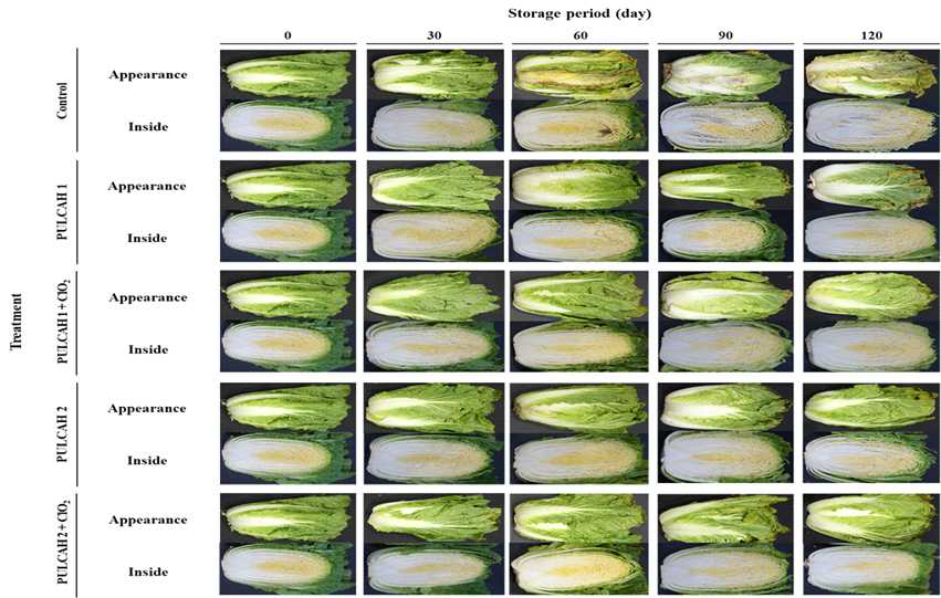 파렛트 단위 기체제어 저장 중 봄배추의 외관 및 절단면 변화