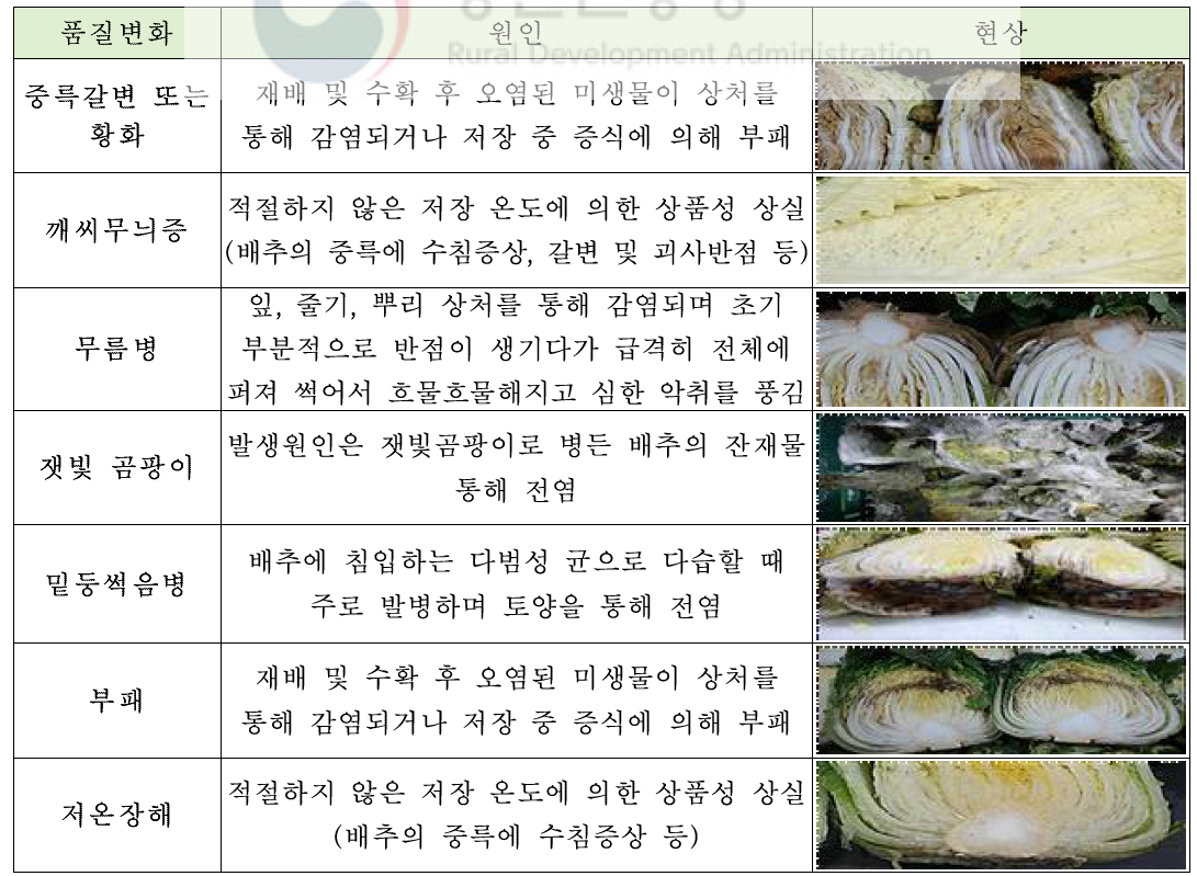 저장 중 배추에 관찰되는 장해 증상과 원인