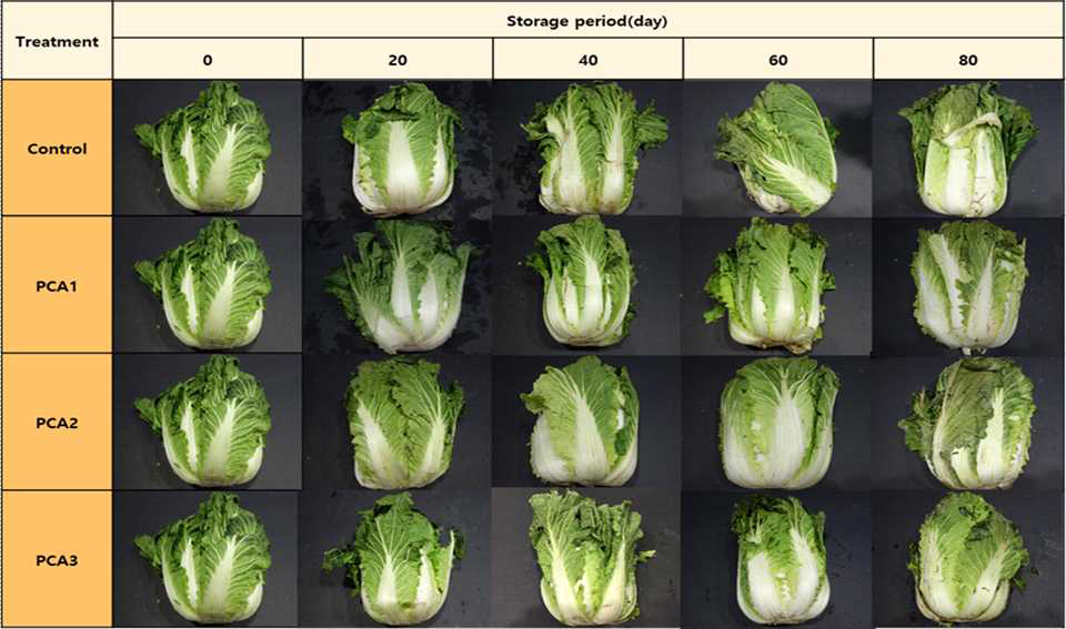 파렛트 단위 기체제어 저장 중 여름배추의 외관 변화