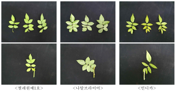 최종 선발한 3종의 장미 대목 잎, 줄기(가시) 사진
