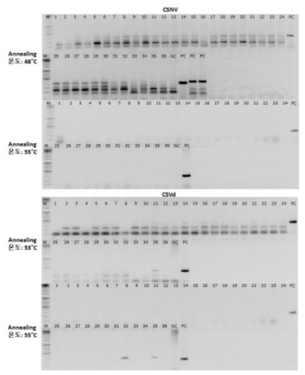병검정용 RT-PCR 최적조건 설정을 위한 annealing 온도별 RT-PCR 결과 비교(CSNV, CSVd)