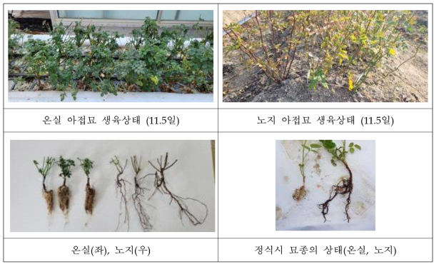 온실과 노지에 따른 찔레(R. multiflora) 대목의 뿌리와 지상부 생육 비교