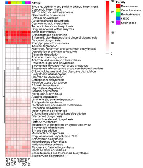 KEGG 2차 대사경로 분석(54 pathway 400 gene family)