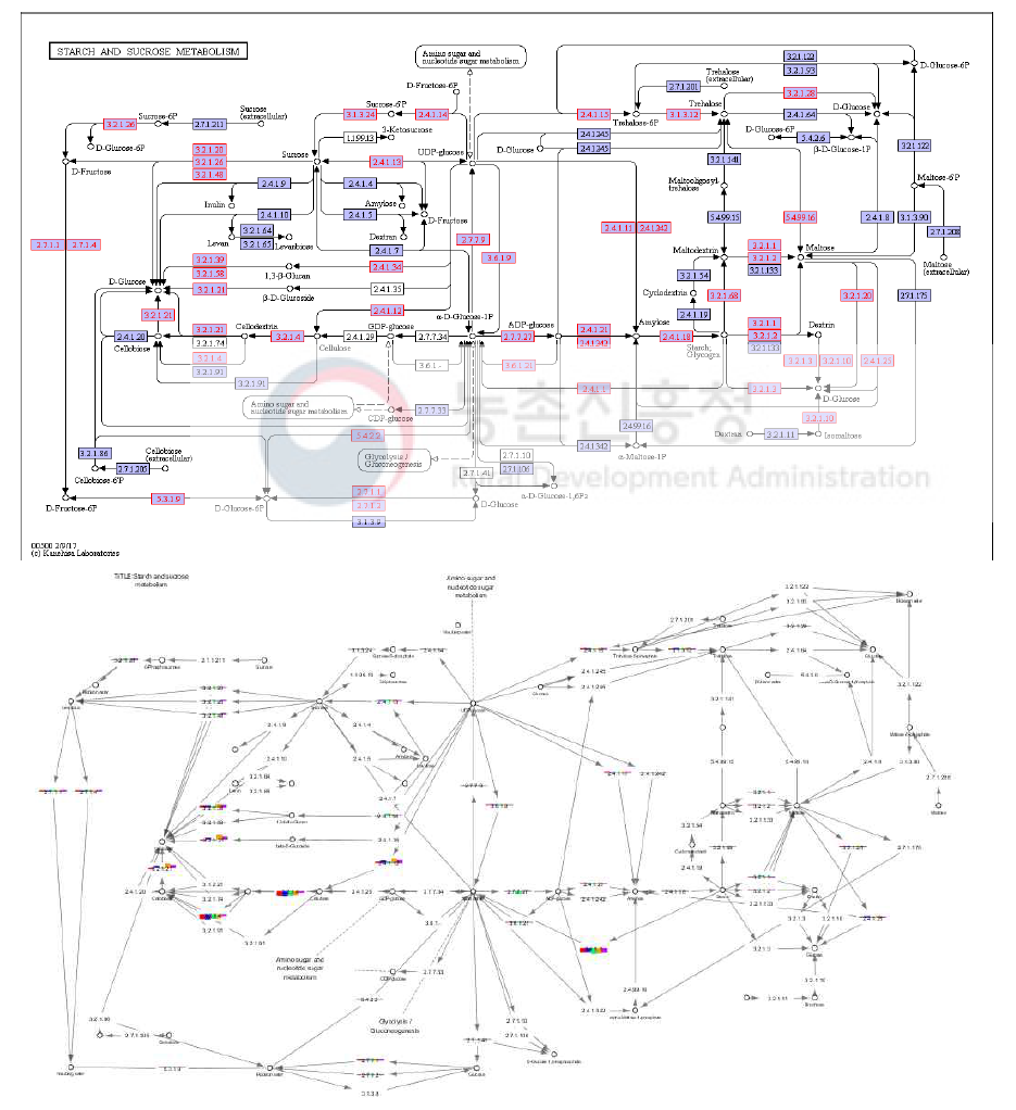 KEGG pathway 분석을 통한 전분대사관련 유전자 분석
