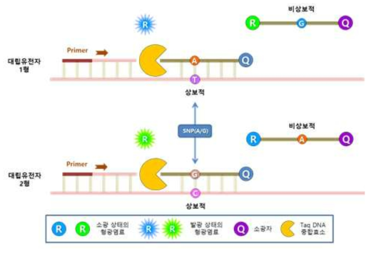 Dual-labeled DNA Probe를 이용한 SNP genotyping의 작용모식도