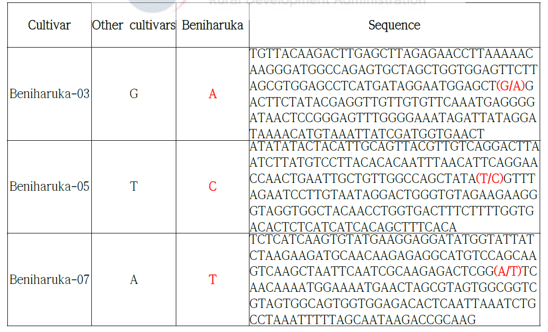 Beniharuka SNP 염기서열 정보