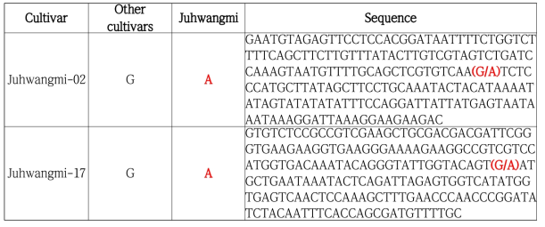 Juhwangmi SNP 염기서열 정보