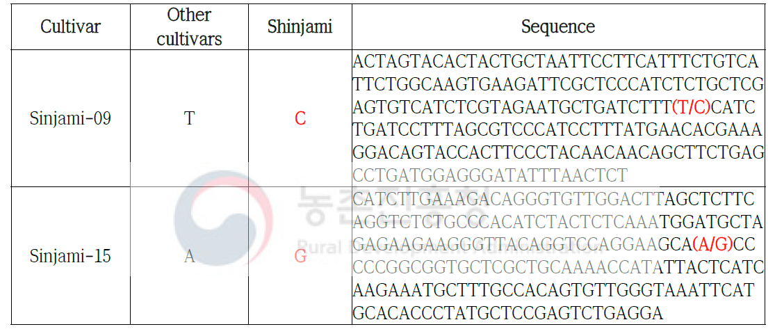 Sinjami SNP 염기서열 정보