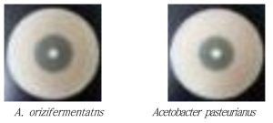 Comparison of acid production ability in solid medium of selected acetic acid bacteria