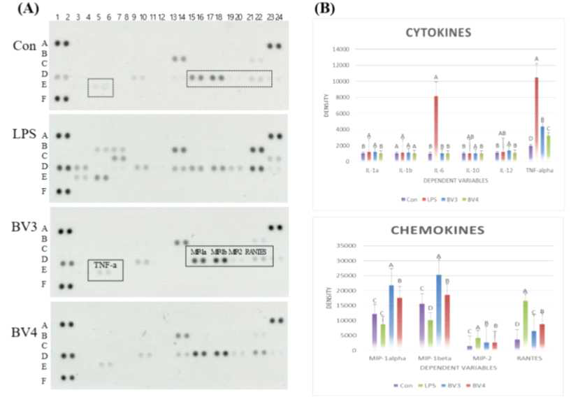 Effects of BV samples depending on peel and starter seed with bellflower roots on immune enhancing-related cytokine production in RAW 264.7 macrophages. (A) cytokine array, (B) densities of cytokine and chemokines by image analysis