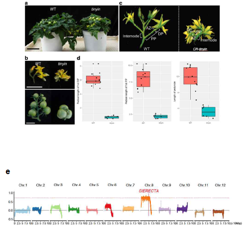 토마토 꽃대마디짧은 변이(tinyin)의 표현형적 분석 및 SlERECTA유전자 클로닝