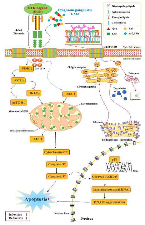 항체단백질이 신경세포주에 미치는 영향