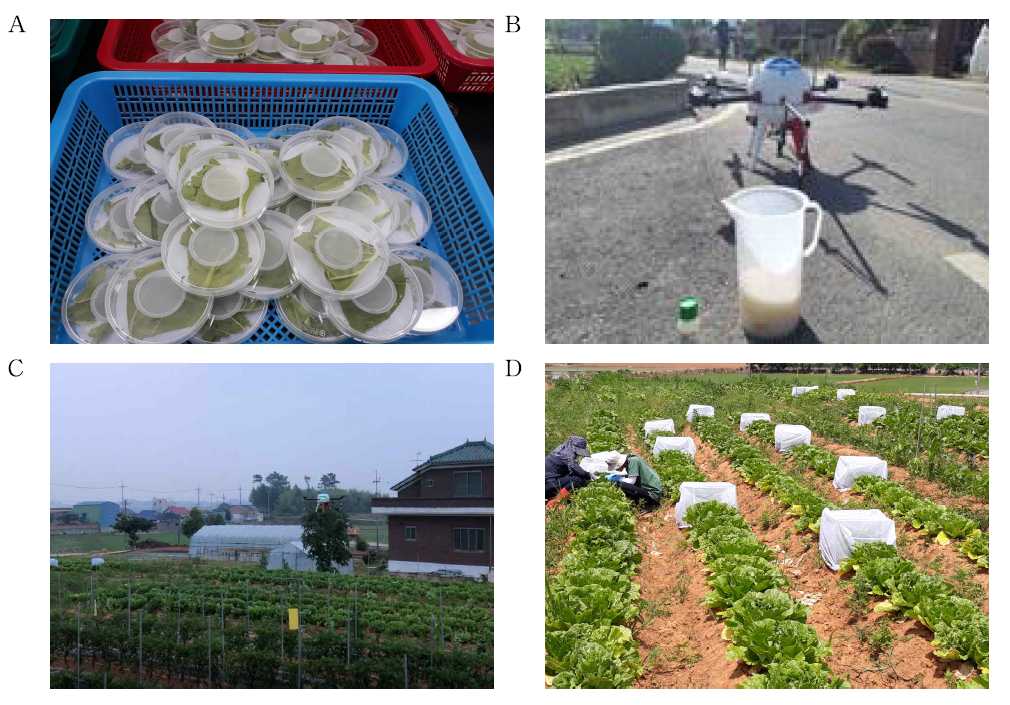 Experimental process (A: Breeding test insects, B: Pesticide dilution, C: Pesticide treatment using multi-copter, D: Mortality survey)