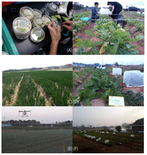 Control experimental process using drone ((A): Insect breeding, (B): White radish field, (C): Shallot field, (D): Mortality survey, (E~F): Insecticide treatment using drone)