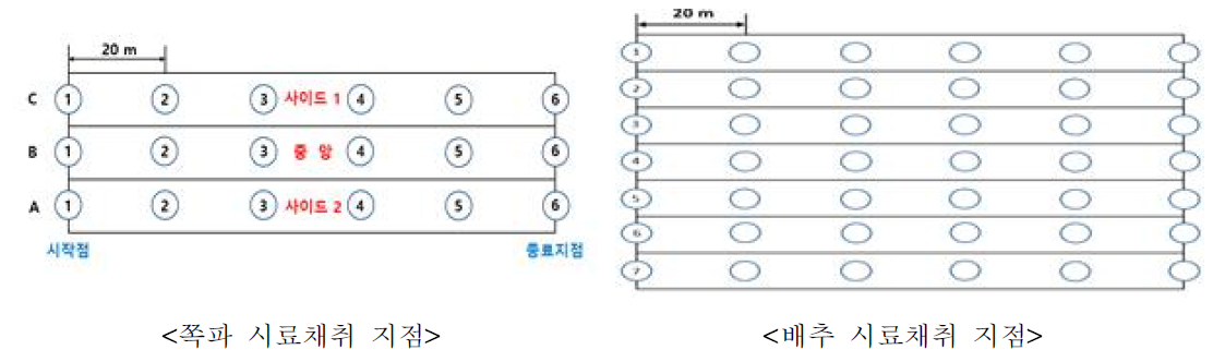 쪽파 및 배추 중 농약 잔류분포도 조사를 위한 시료채취 지점