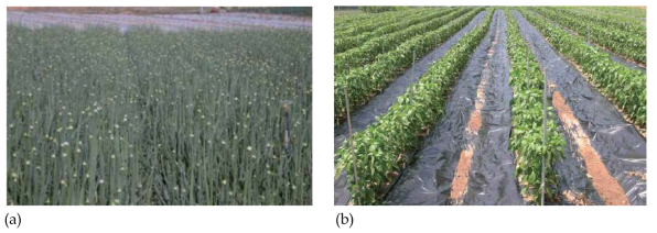 Real shape of agricultural plants and planting interval: (a) Allium Cepa, (b) Capsicum Annuum