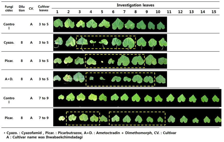 Leaf shrink by fungicides on cucumber