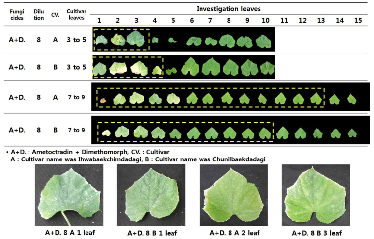 Leaf blade yellowing by fungicides on cucumber