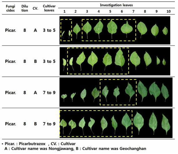 Leaf shrink by fungicides on pepper