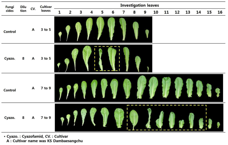 Leaf shrink by fungicides on lettuce