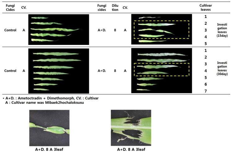 Leaf puncture by fungicides on corn