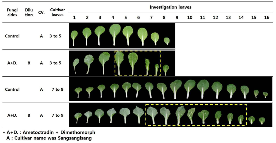 Leaf shrink by fungicides on cabbage