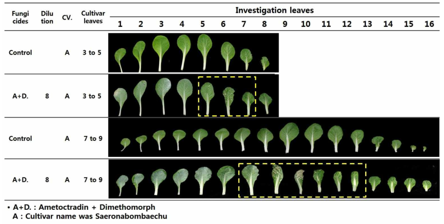 Leaf spot by fungicides on cabbage