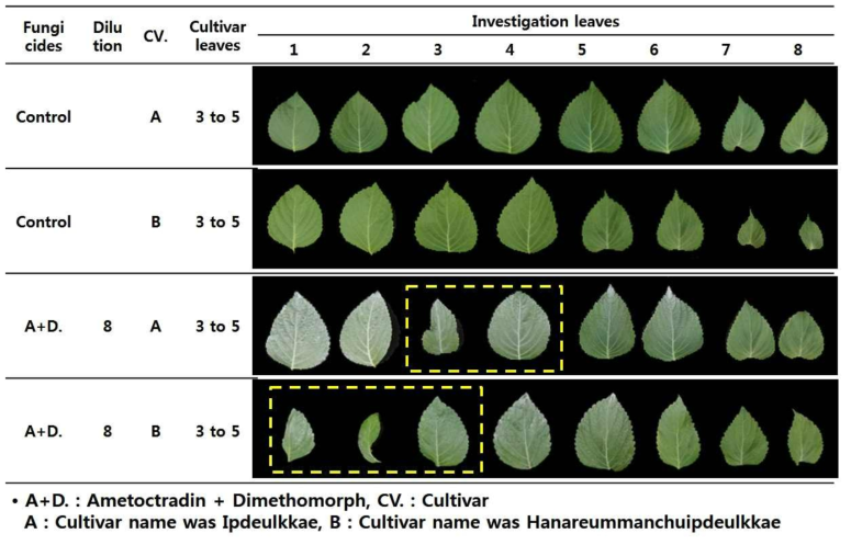 Leaf shrink by fungicides on sesame