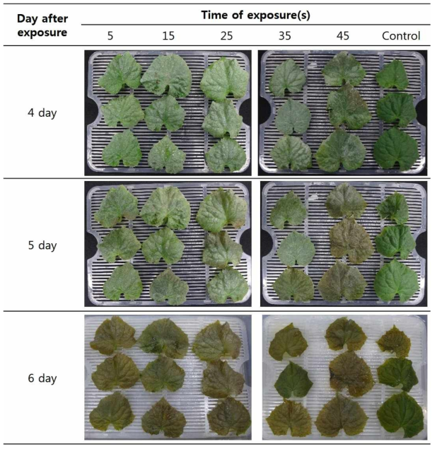 The degree of phytotoxicity of the first leaf of cucumber placed at 35℃